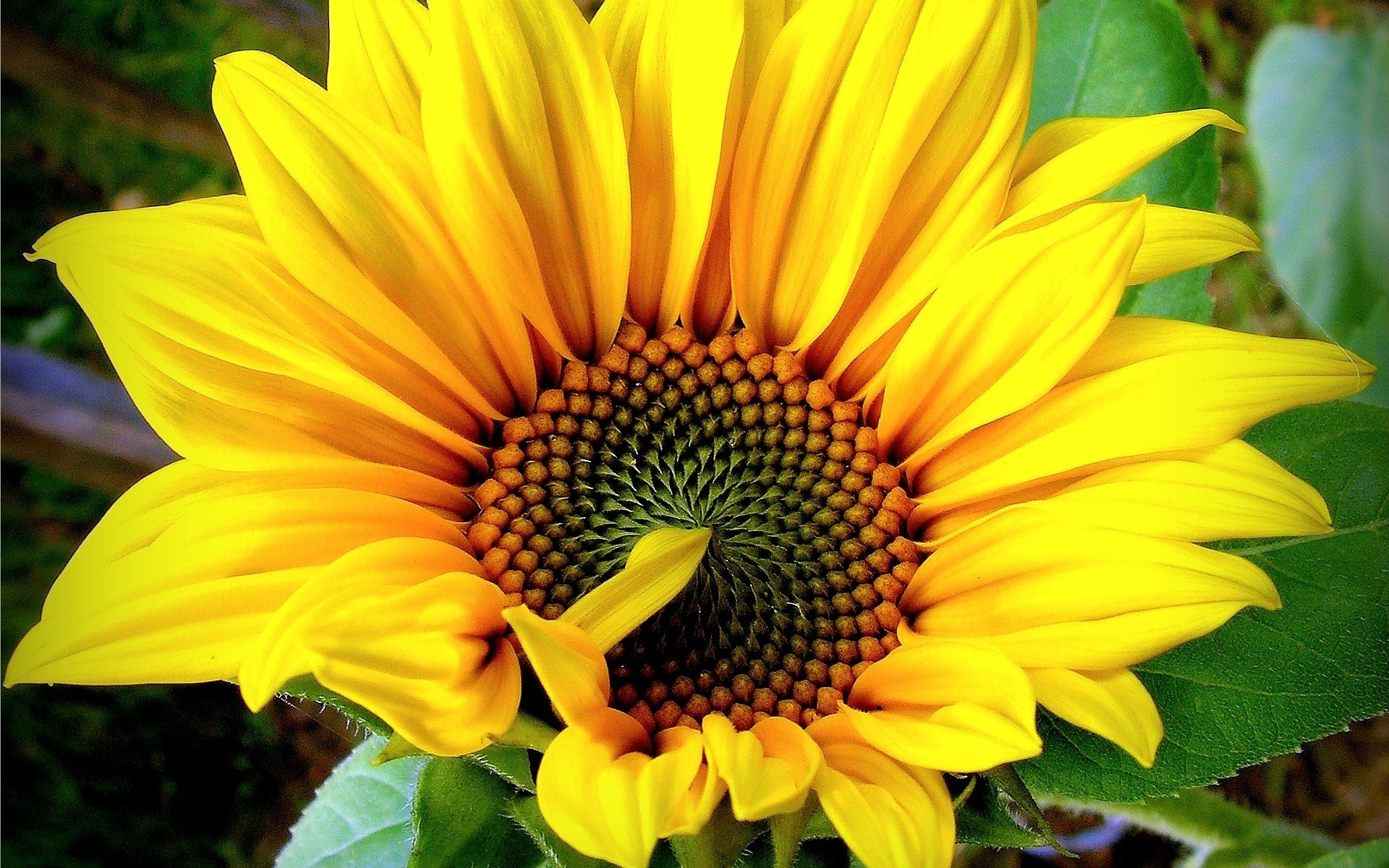 sunflowers, Sunflower, Flower, Leaves Wallpaper