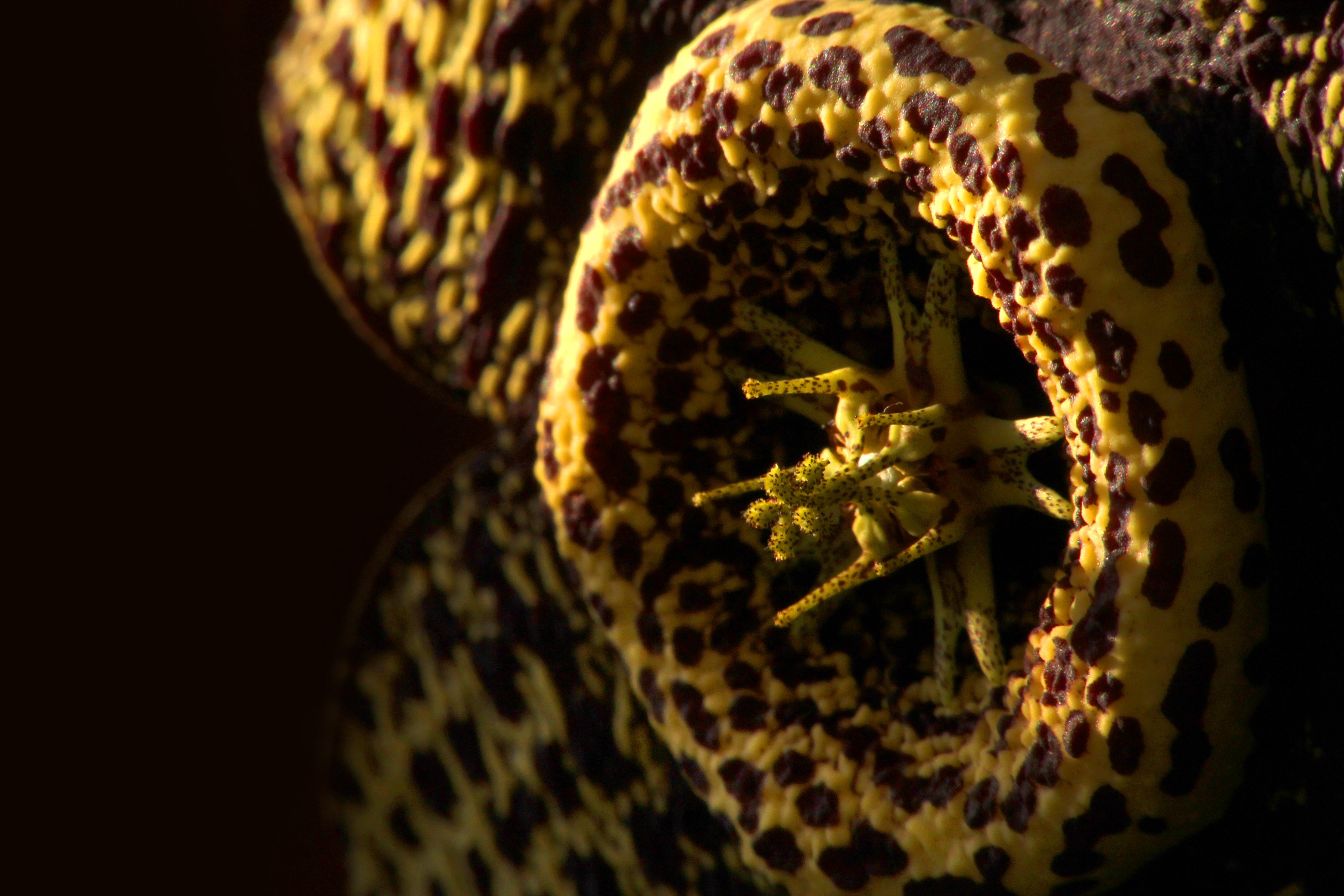 stapelia, Flower, Macro Wallpaper