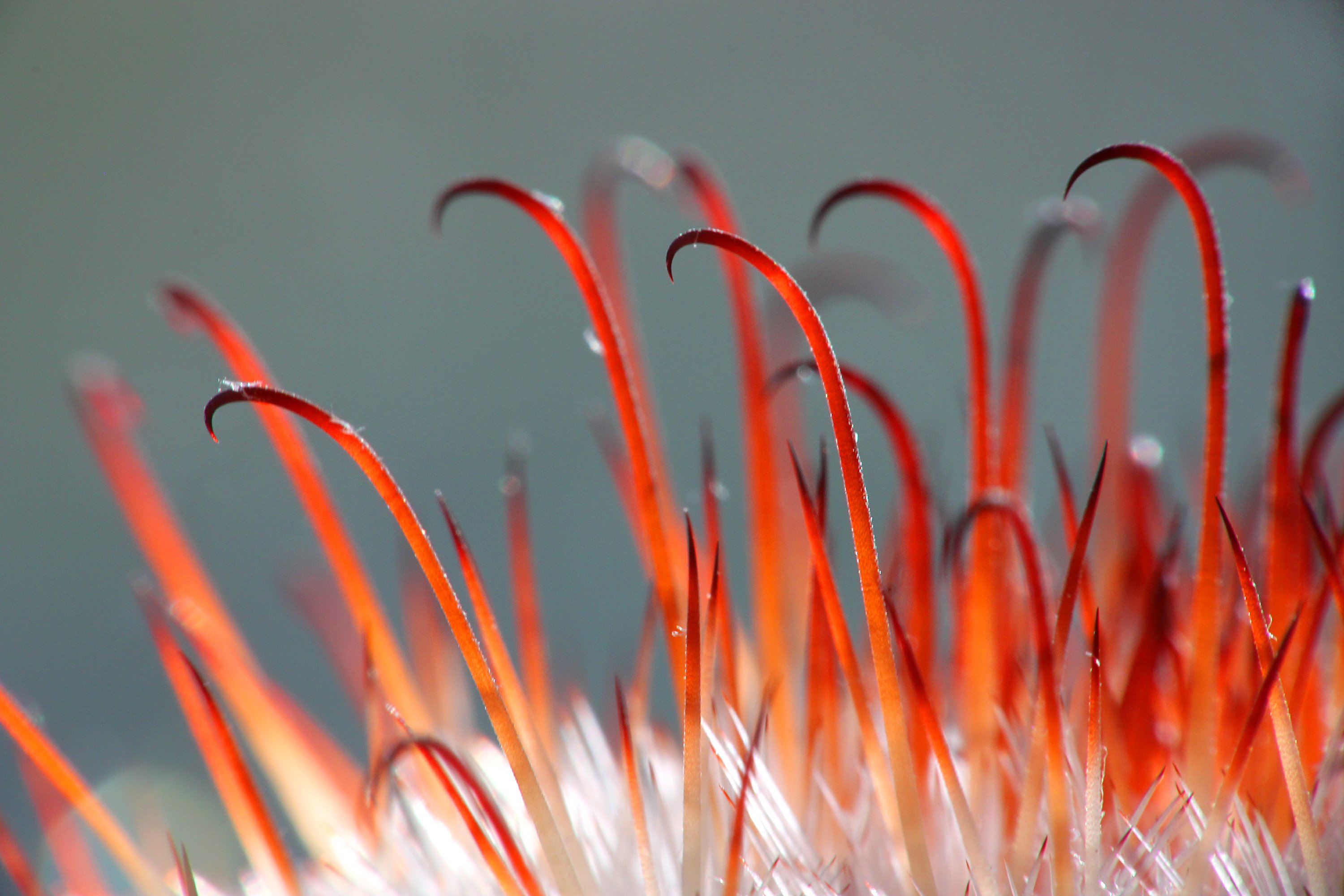 spines, Cactus, Macro Wallpaper