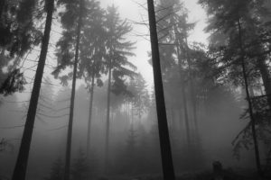 foggy, Forest, 2, 2592 865153