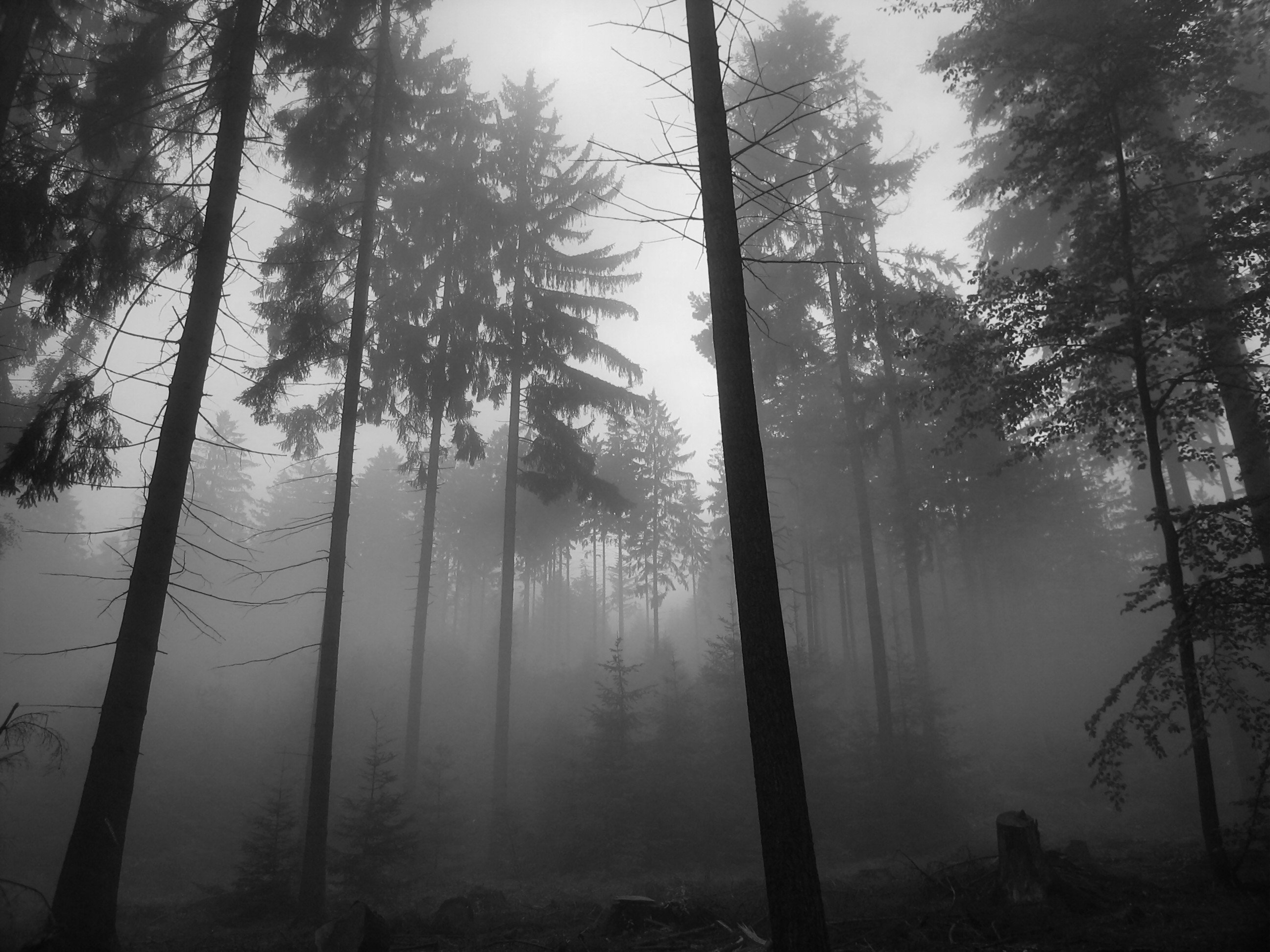 foggy, Forest, 2, 2592 865153 Wallpaper