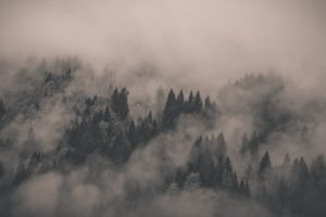 fog covered fir forest photography hd wallpaper 1920x1080 3465