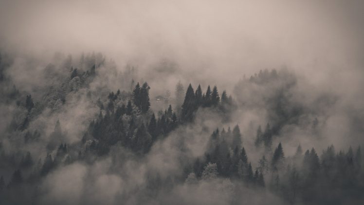 fog covered fir forest photography hd wallpaper 1920×1080 3465 HD Wallpaper Desktop Background