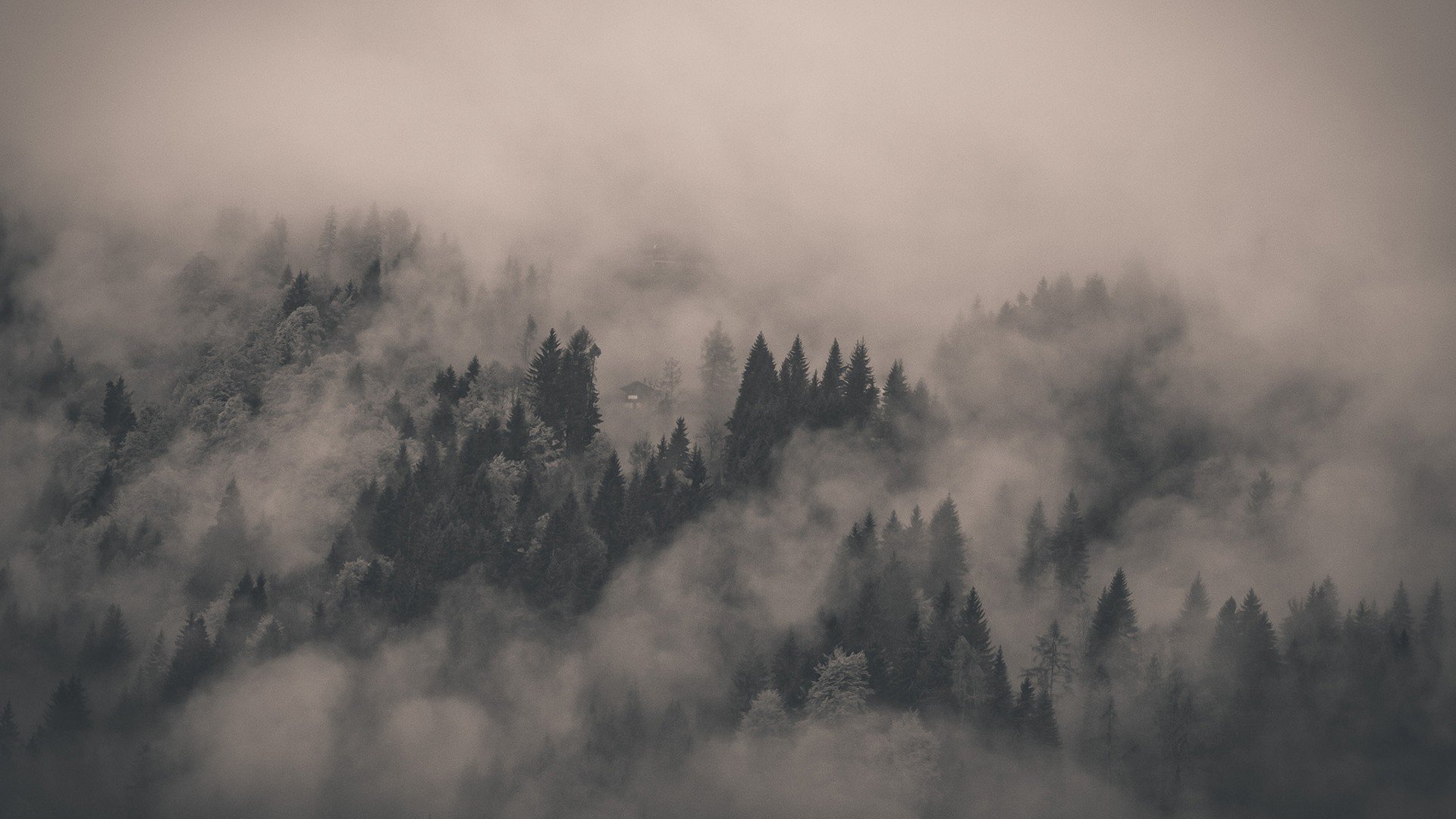 fog covered fir forest photography hd wallpaper 1920x1080 3465 Wallpaper