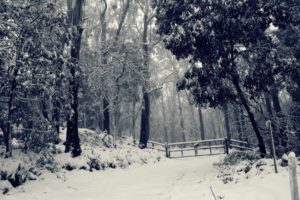 black, And, White, Snowy, Forest wide
