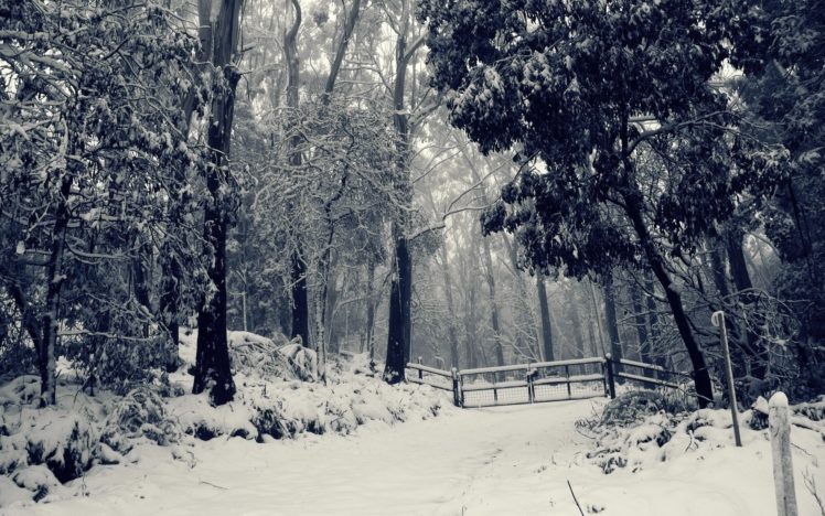 black, And, White, Snowy, Forest wide HD Wallpaper Desktop Background