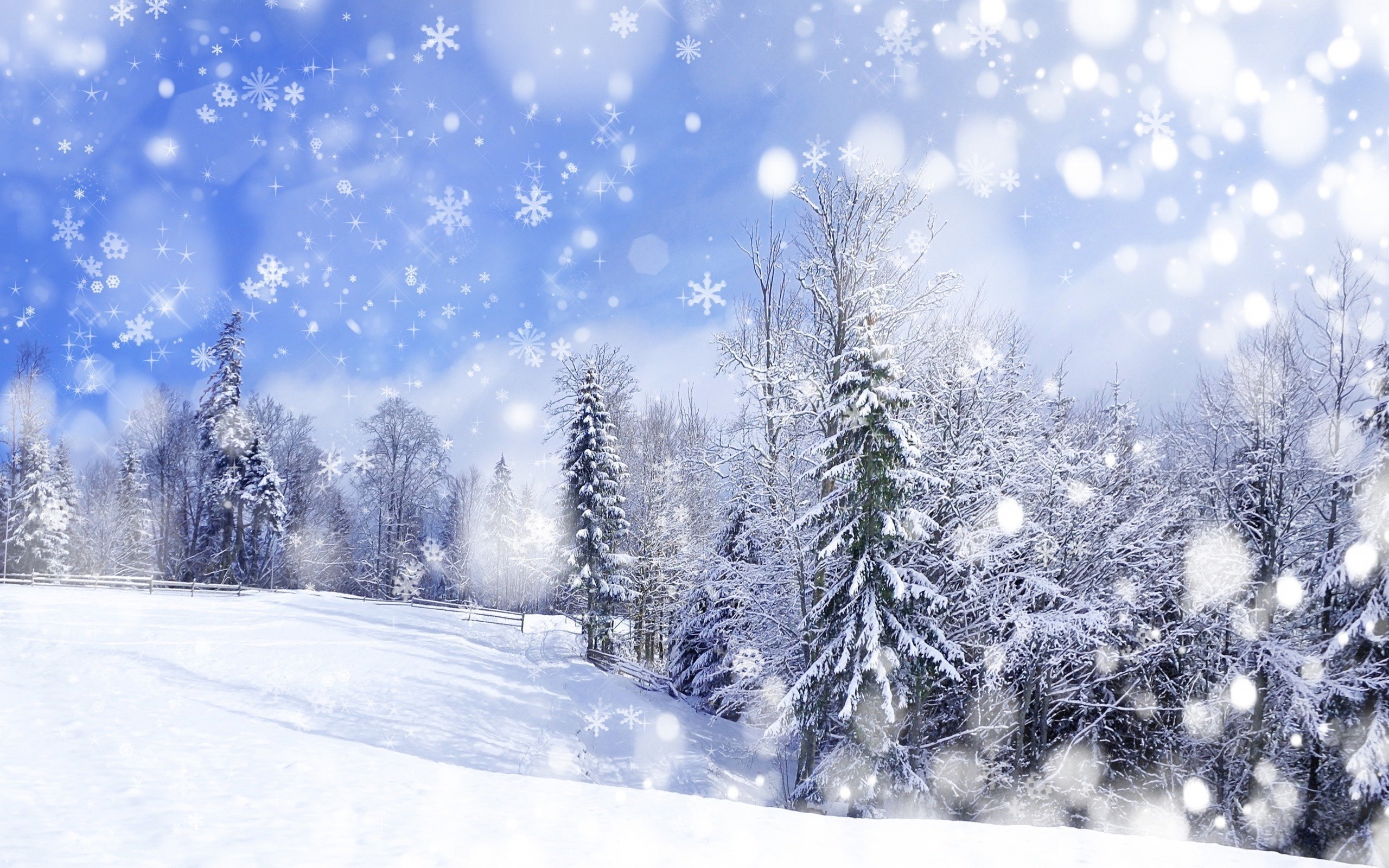 winter forest scenery Wallpaper
