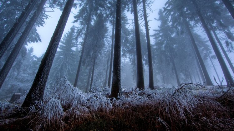 winter morning in the forest wallpaper, 3675 HD Wallpaper Desktop Background