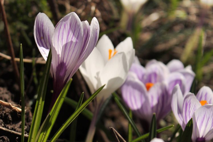 crocus, Flowers, Spring, Plants, Sunlight HD Wallpaper Desktop Background