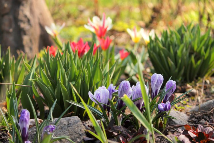 garden, Crocus, Tulips, Flowers, Plants, Spring HD Wallpaper Desktop Background