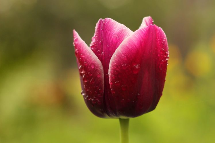 tulip, Rain, Water, Drops, Flower, Beautiful, Tender HD Wallpaper Desktop Background