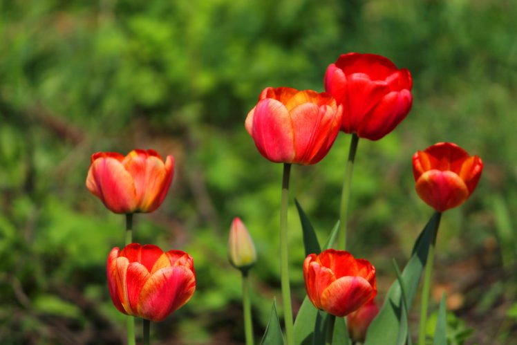 tulips, Red, Flowers, Spring, Beautiful HD Wallpaper Desktop Background
