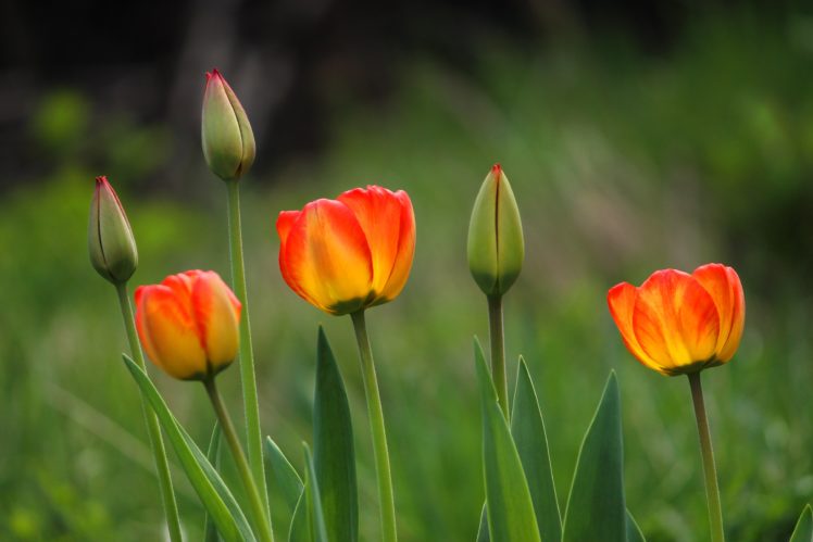 tulips, Buds, Flowers, Spring, Beautiful, Sunlight HD Wallpaper Desktop Background