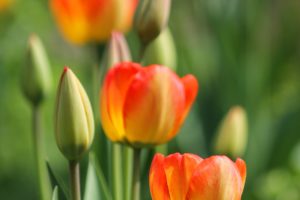 tulips, Buds, Flowers, Spring, Beautiful, Sunlight