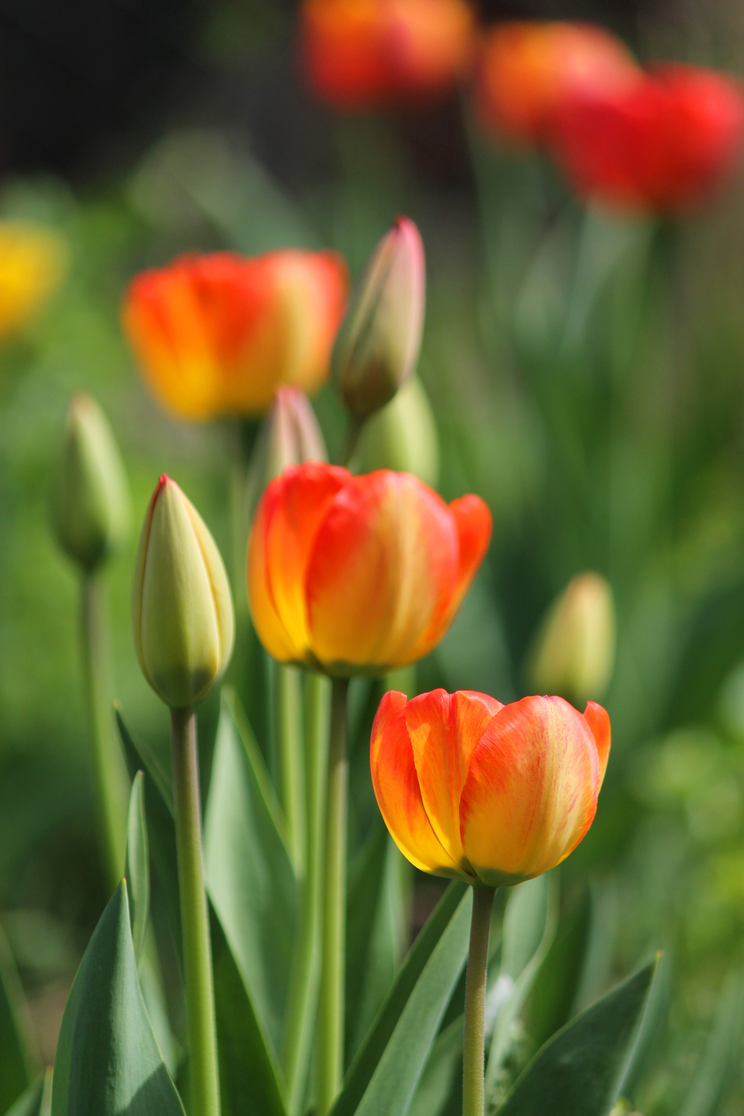 tulips, Buds, Flowers, Spring, Beautiful, Sunlight Wallpapers HD ...