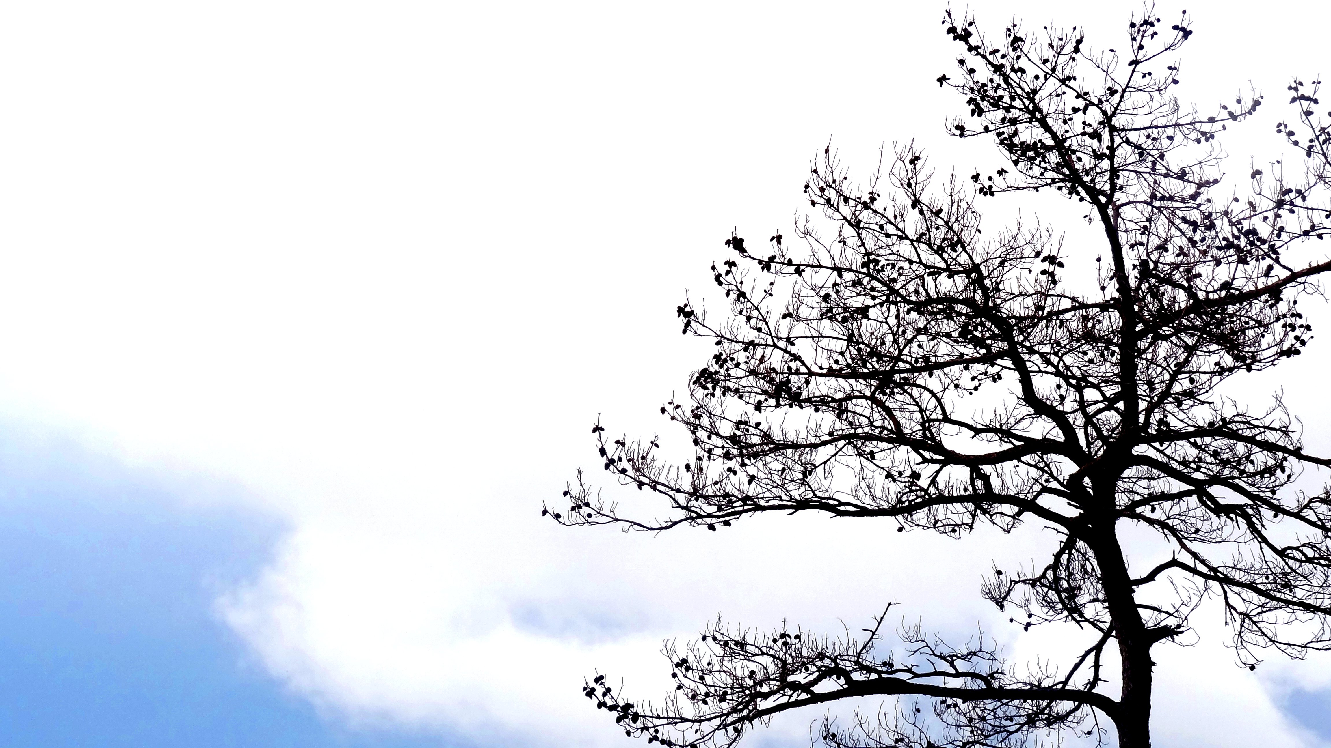 lonely, Tree Wallpaper