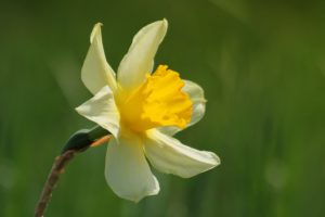 narcissus, Flower, Blossom, Spring, Yellow