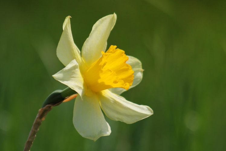 narcissus, Flower, Blossom, Spring, Yellow HD Wallpaper Desktop Background