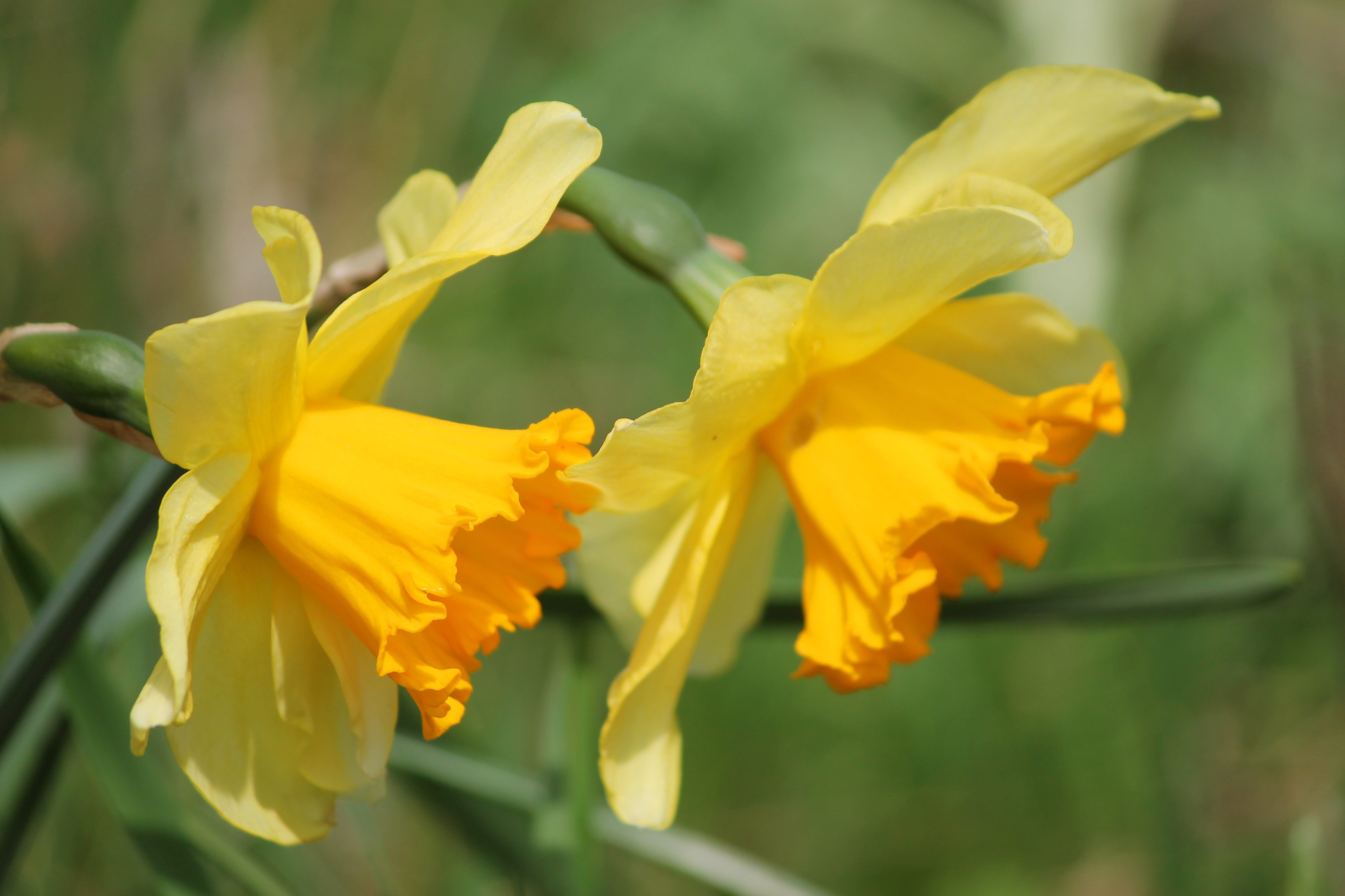 narcissus, Flower, Blossom, Spring, Yellow Wallpaper