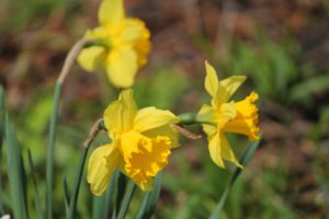 narcissus, Flower, Blossom, Spring, Yellow
