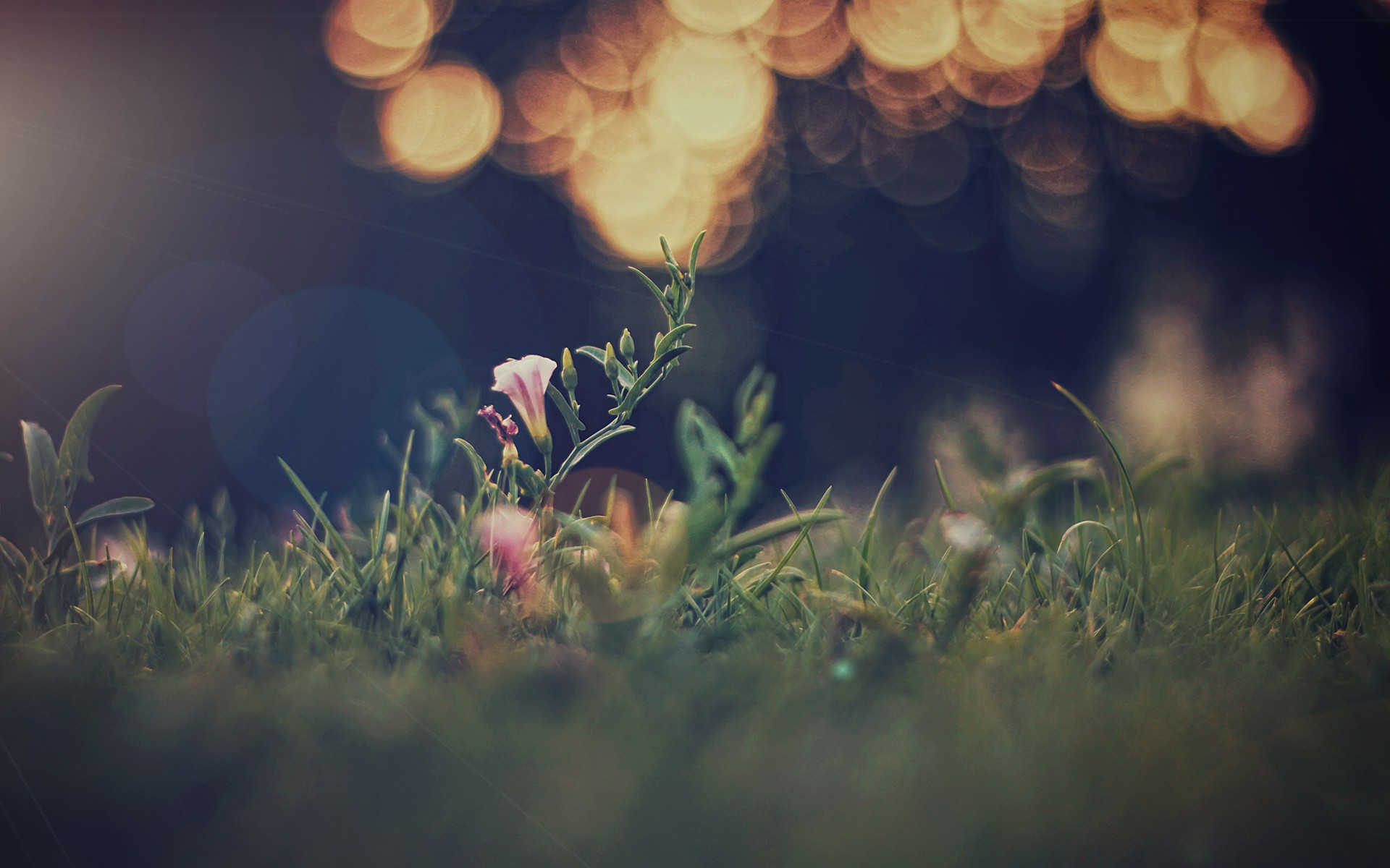 flowers, Macro Wallpaper