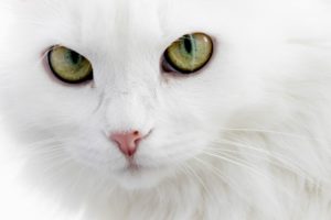 white, Cat