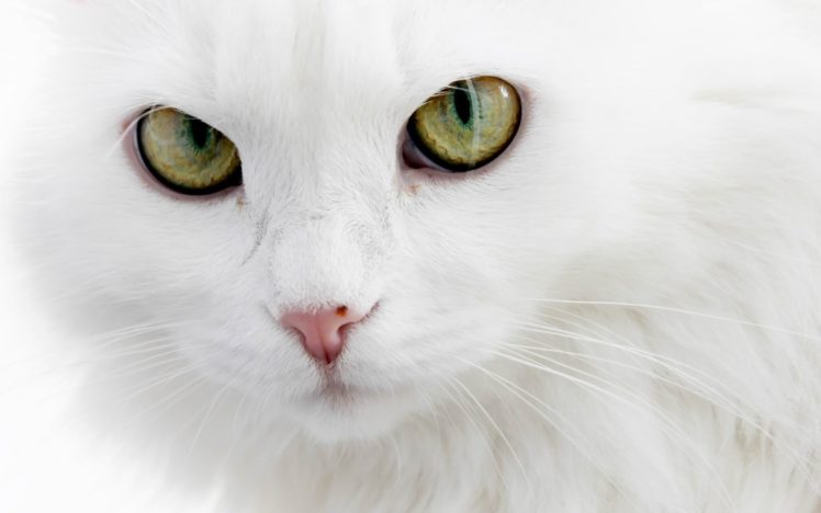 white, Cat HD Wallpaper Desktop Background