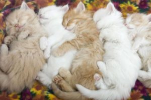 kittens, Sleeping