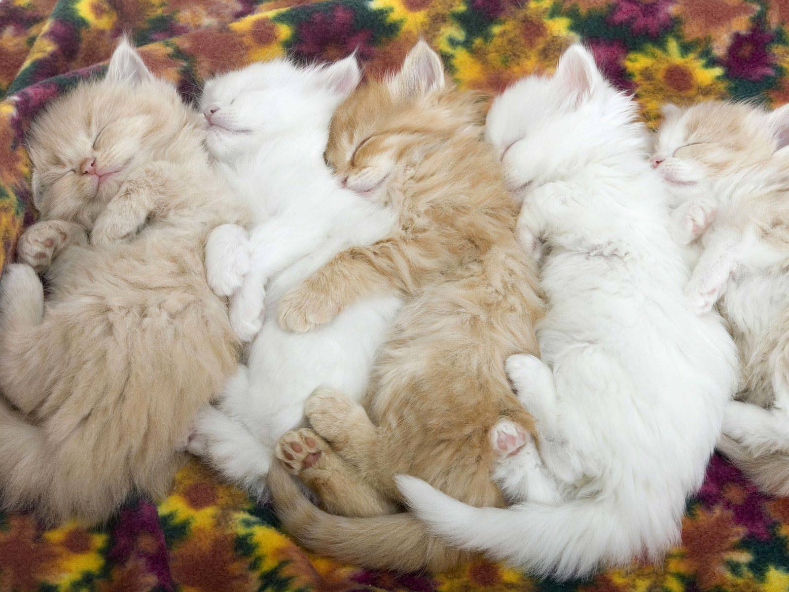 kittens, Sleeping Wallpaper