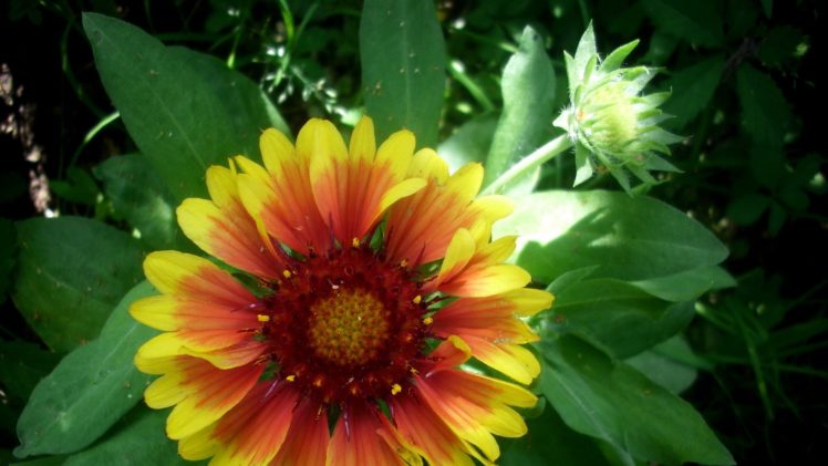 1011867 HD Wallpaper Desktop Background