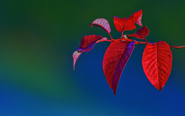 branch, Leaves, Macro HD Wallpaper Desktop Background