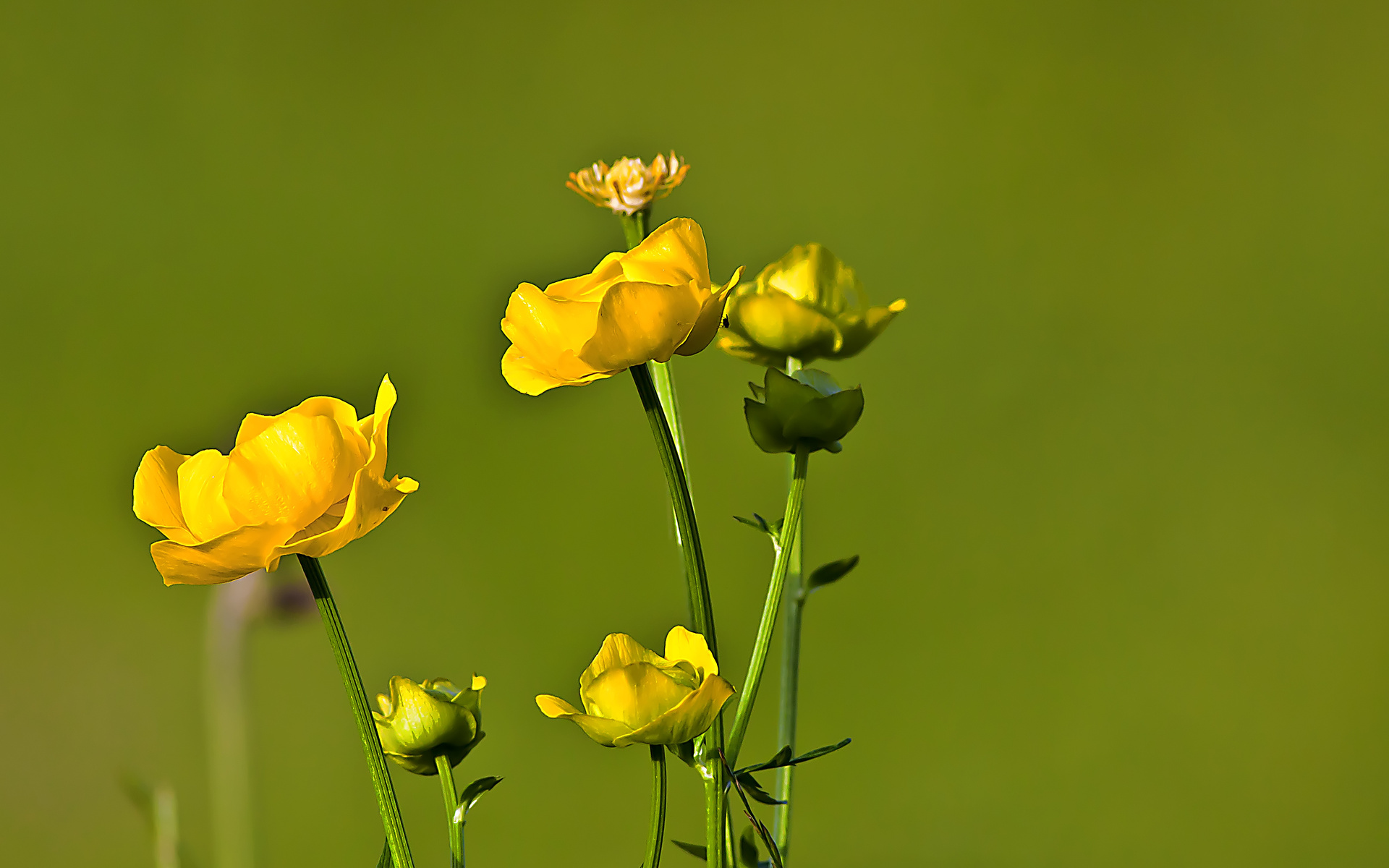 flower Wallpaper
