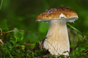 mushroom, White, Grass, Close up