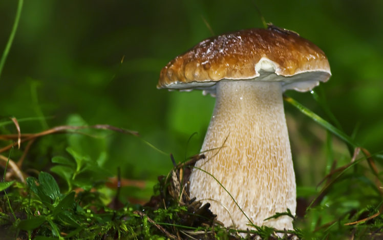 mushroom, White, Grass, Close up HD Wallpaper Desktop Background