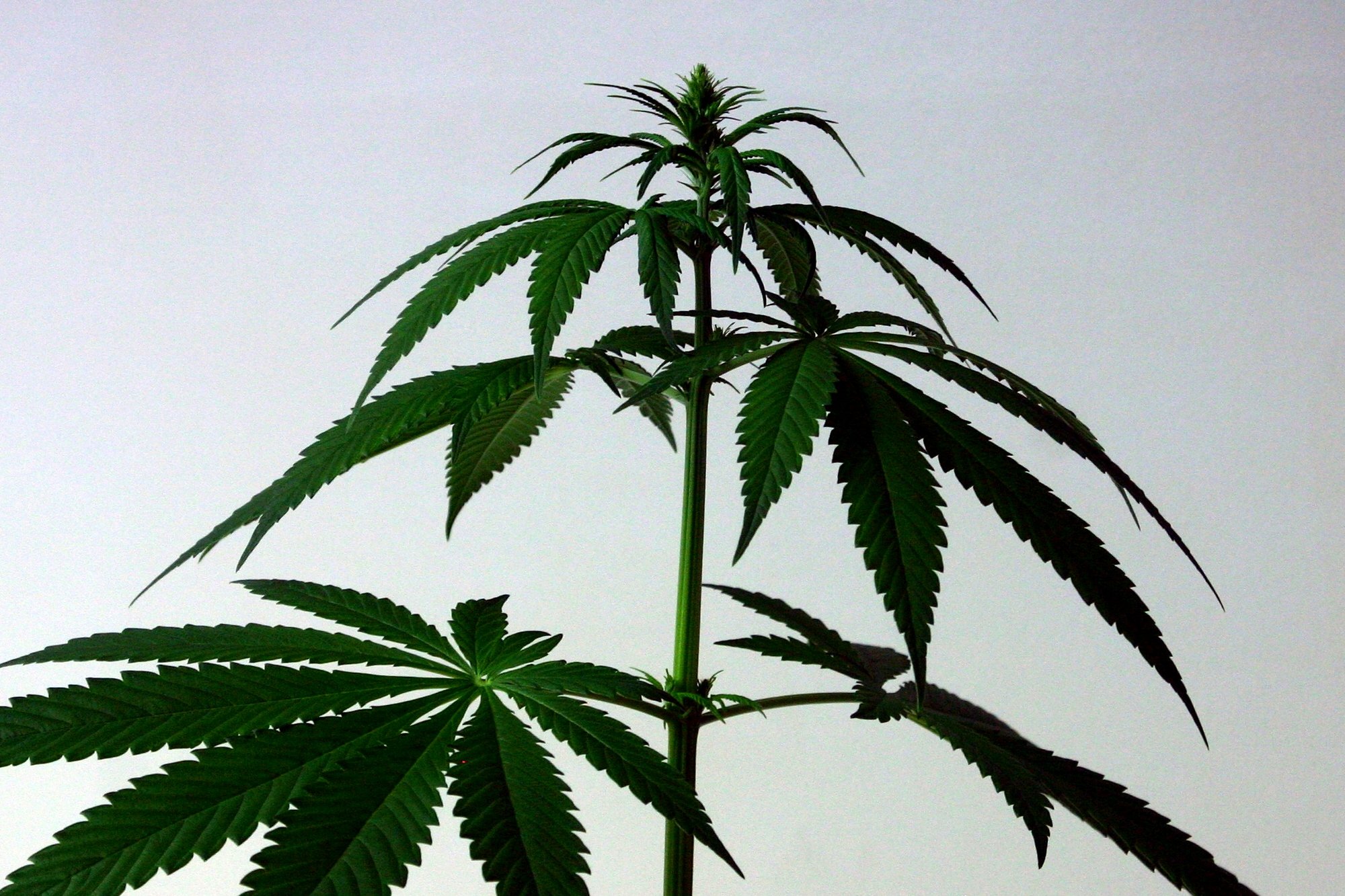 weed, Drugs, Marijuana, 420, Nature, Psychedelic, Plant, Cannabis, Rasta, Reggae, Drug, Trippy Wallpaper