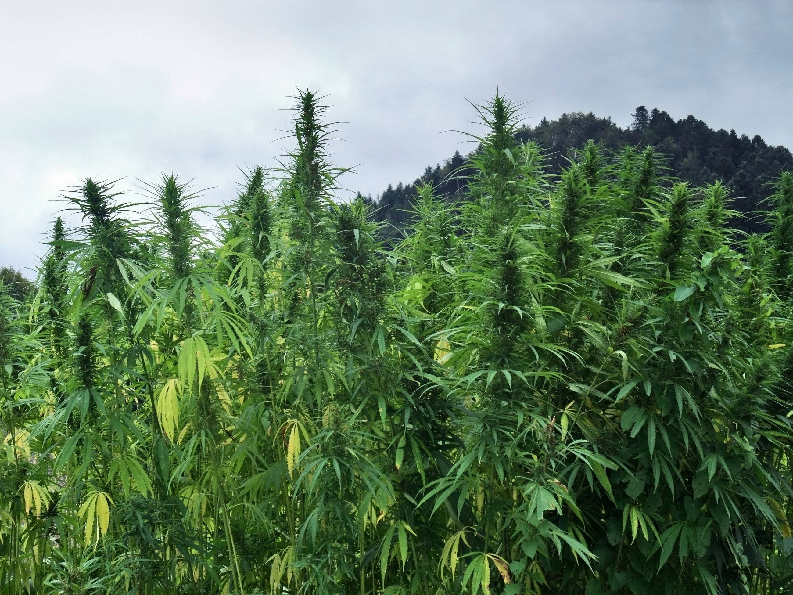 Картинки марихуана поля агротехника выращивания конопли