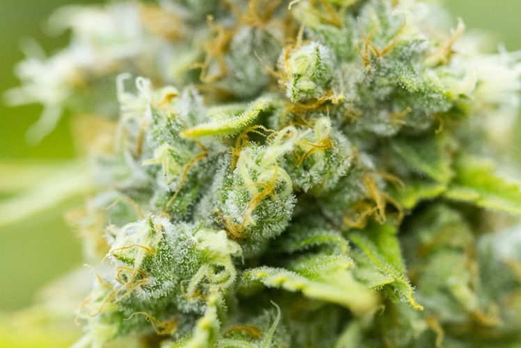 weed, Drugs, Marijuana, 420, Nature, Psychedelic, Plant, Cannabis, Rasta, Reggae, Drug, Trippy HD Wallpaper Desktop Background