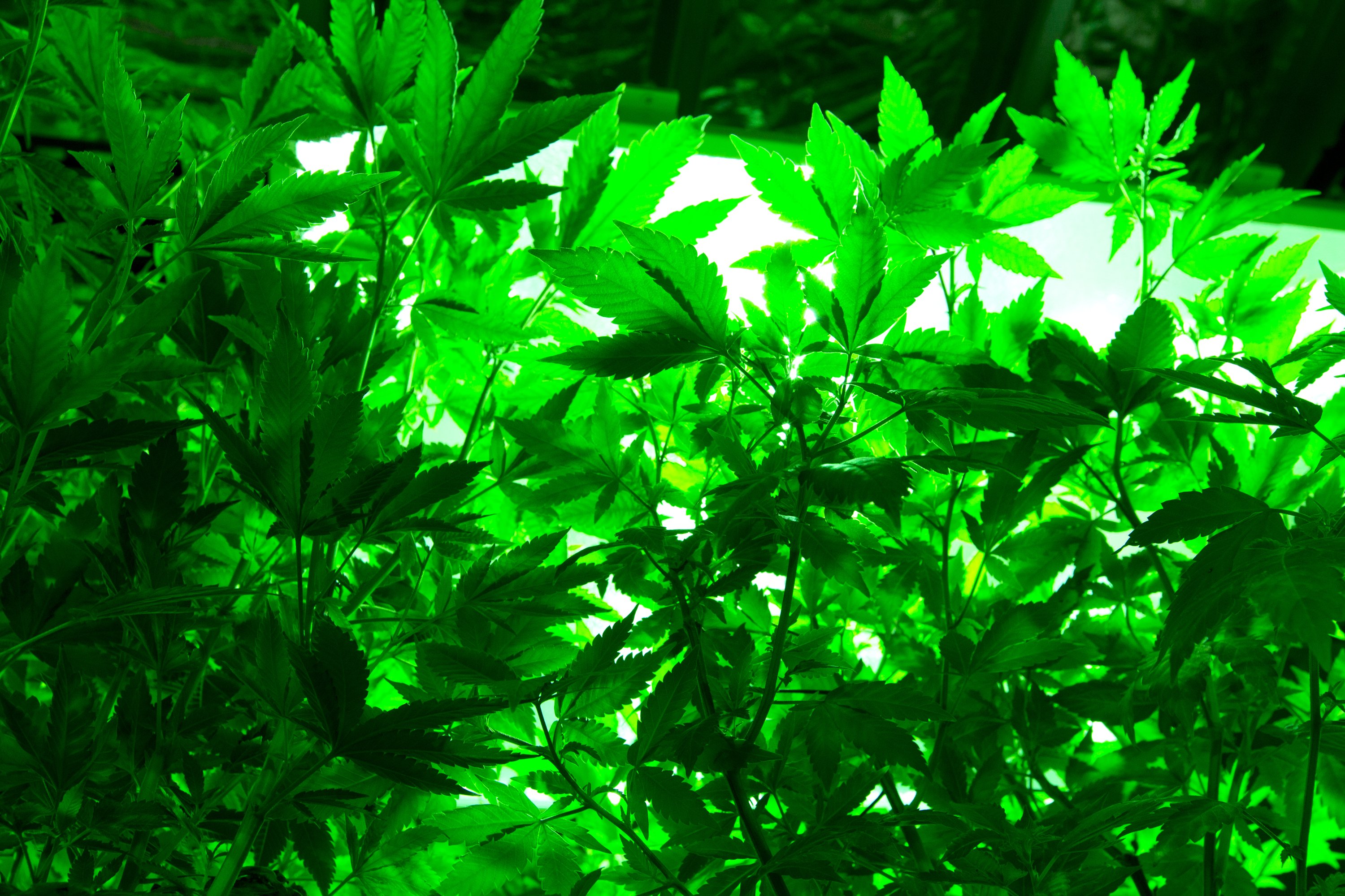 weed, Drugs, Marijuana, 420, Nature, Psychedelic, Plant ...