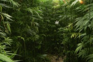 weed, Drugs, Marijuana, 420, Nature, Psychedelic, Plant, Cannabis, Rasta, Reggae, Drug, Trippy