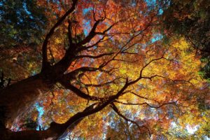 autumn, Trees