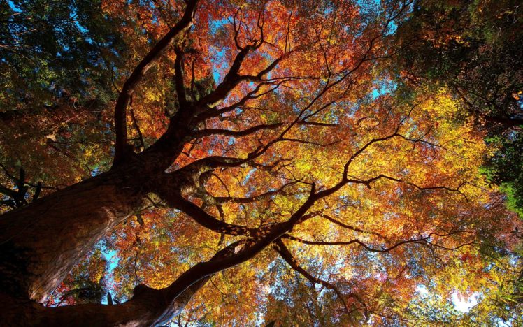 autumn, Trees HD Wallpaper Desktop Background