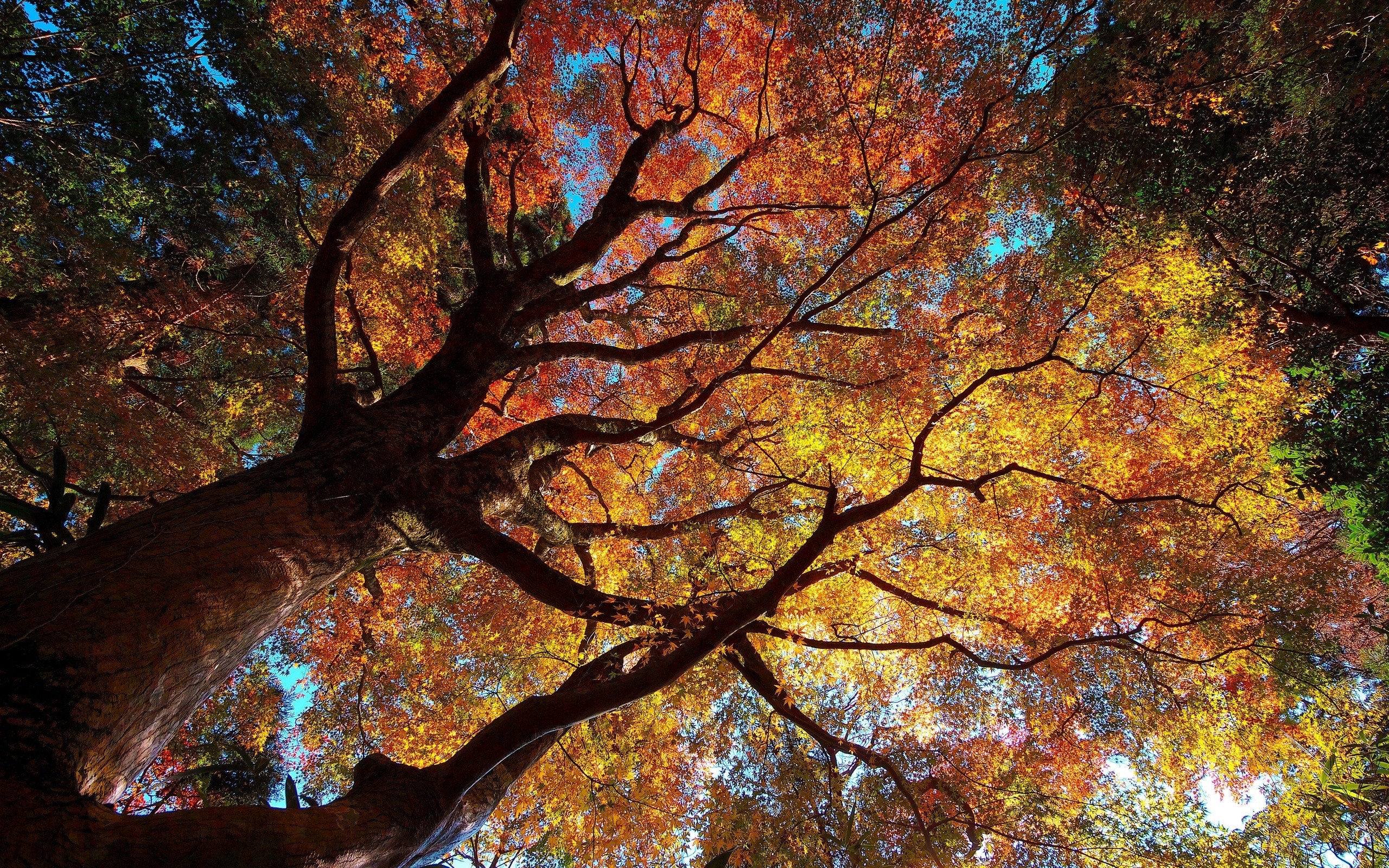 autumn, Trees Wallpaper