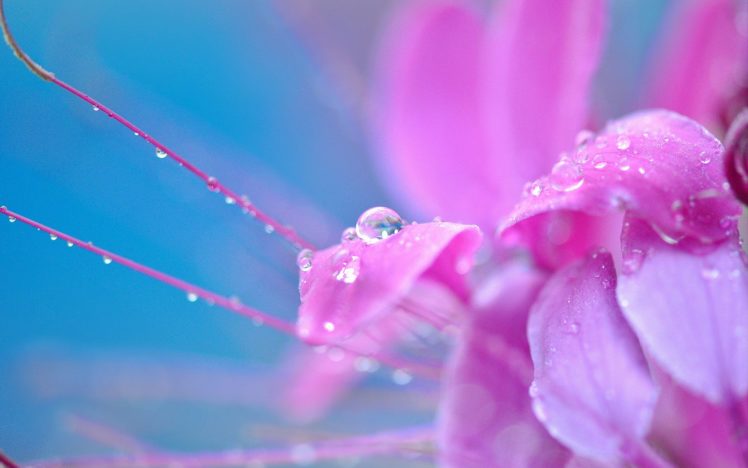 pink, Flower, Drop, Flower, Drops, Macro, Flowers HD Wallpaper Desktop Background