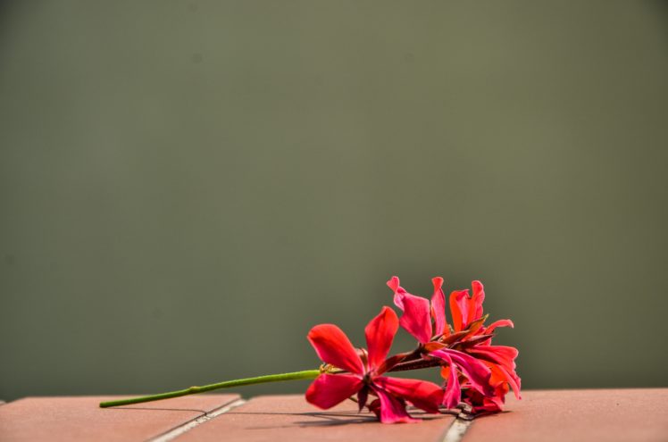 litle, Flower, At, Balkony HD Wallpaper Desktop Background