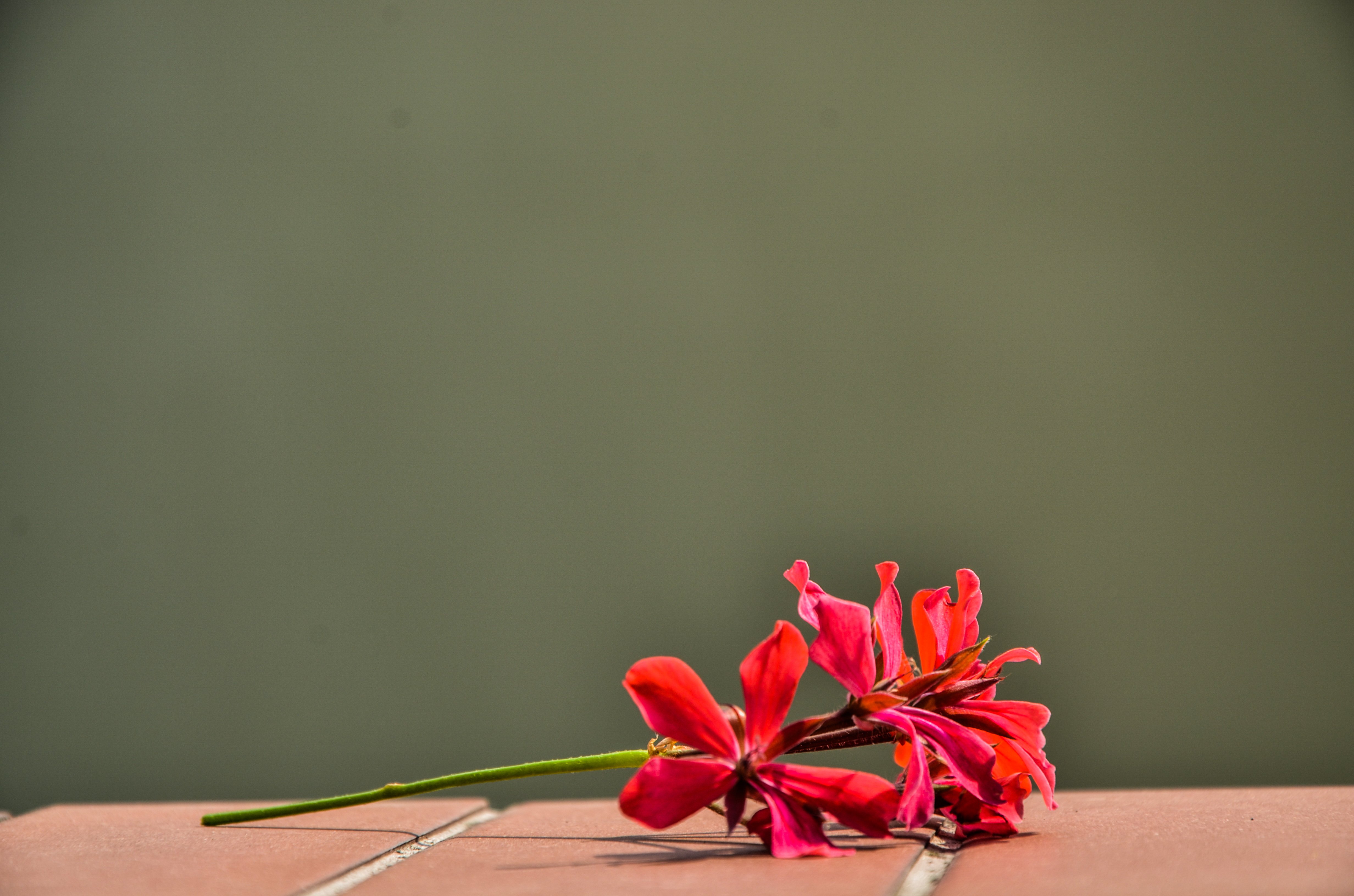 litle, Flower, At, Balkony Wallpaper