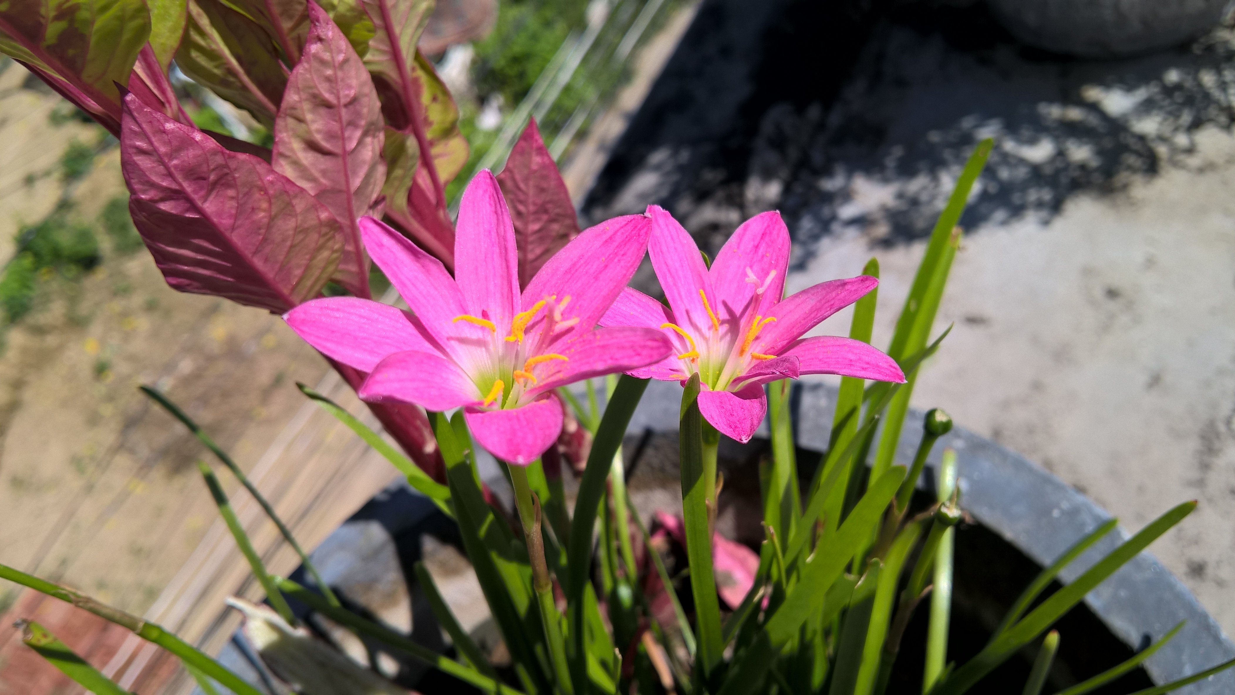 flower Wallpaper
