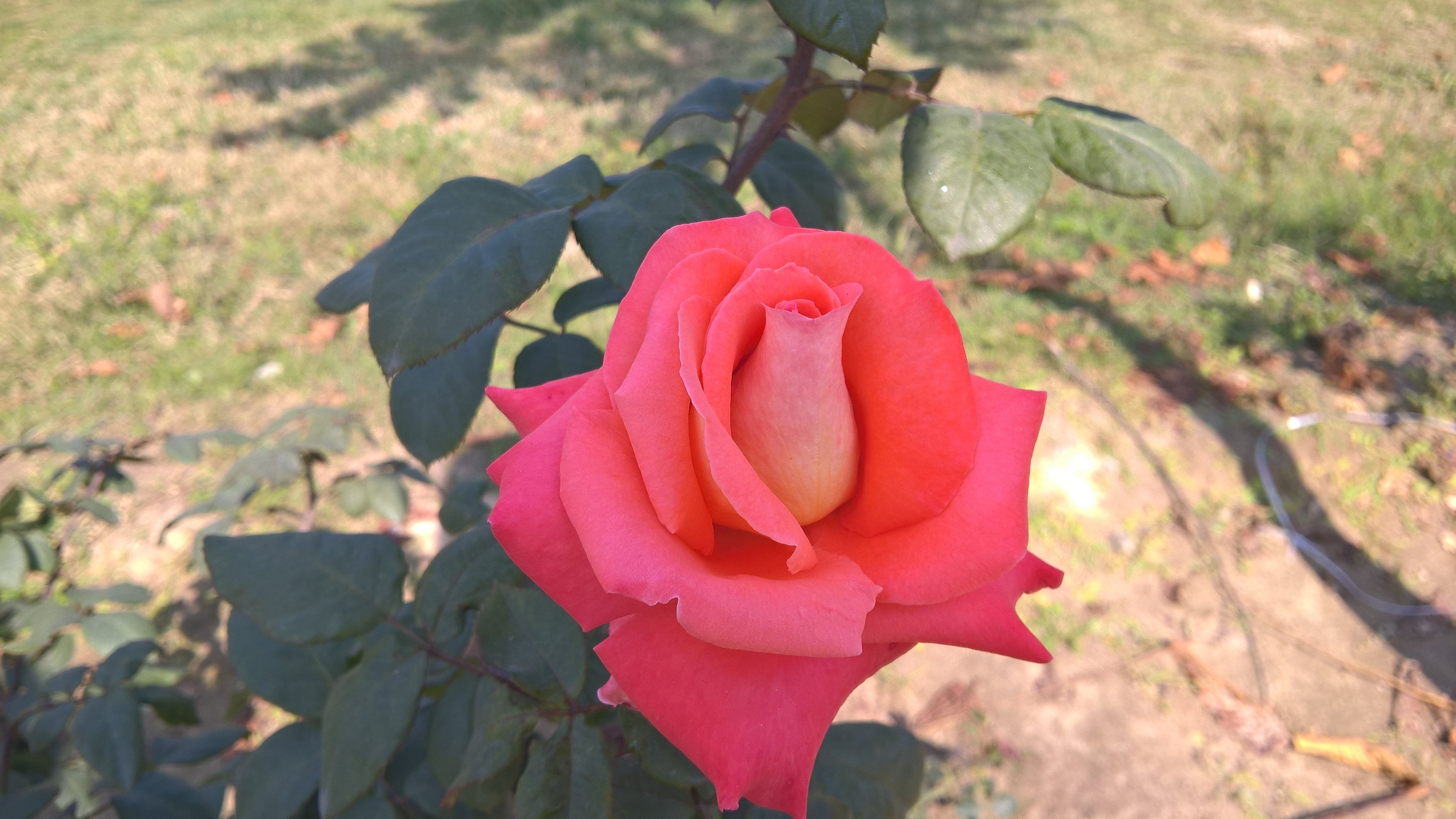 rose Wallpaper