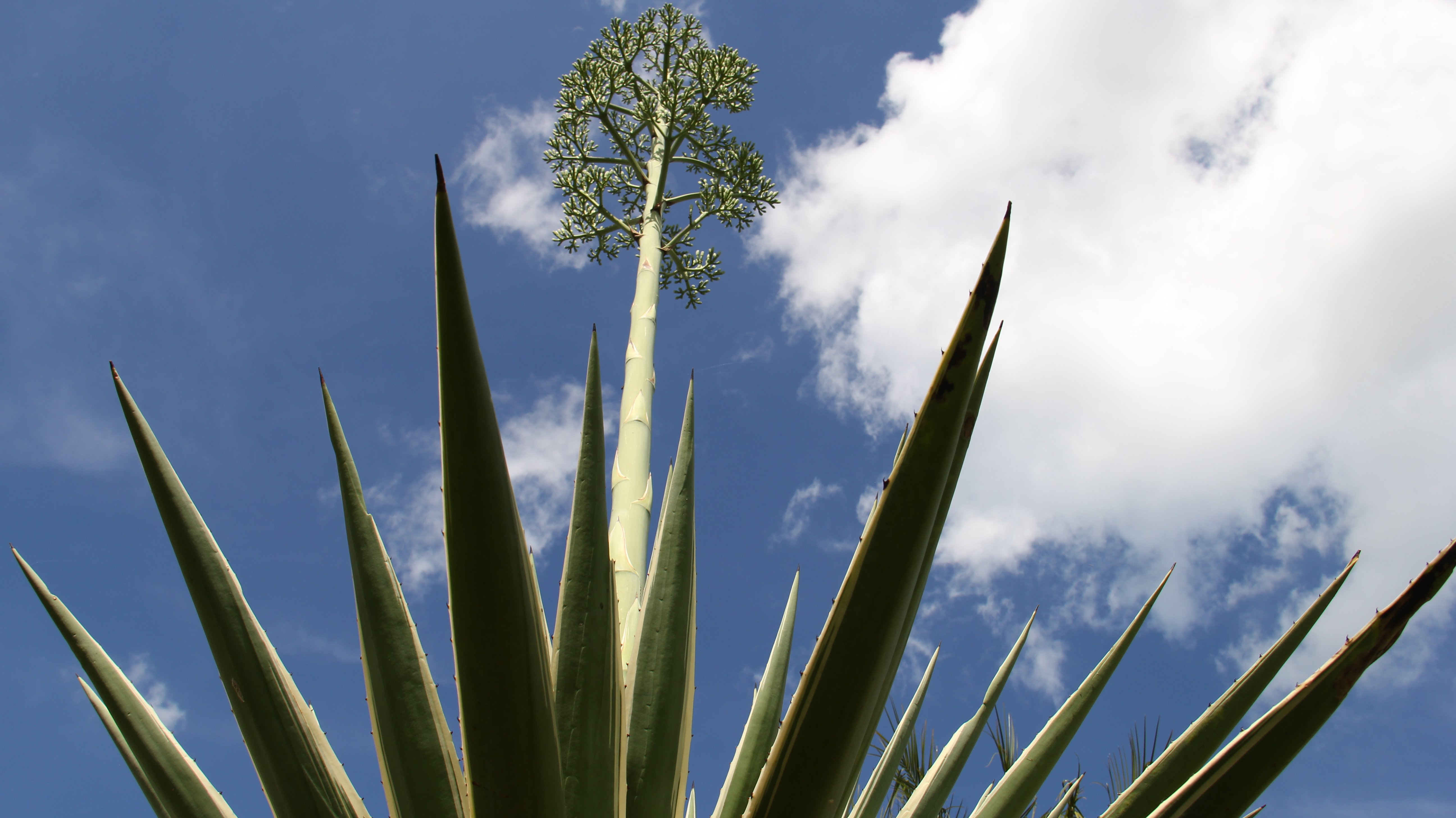 agave, Flor Wallpaper