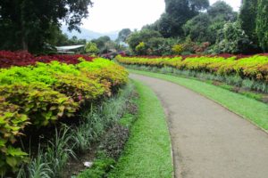 peradeniya, Garden, Sri, Lanka