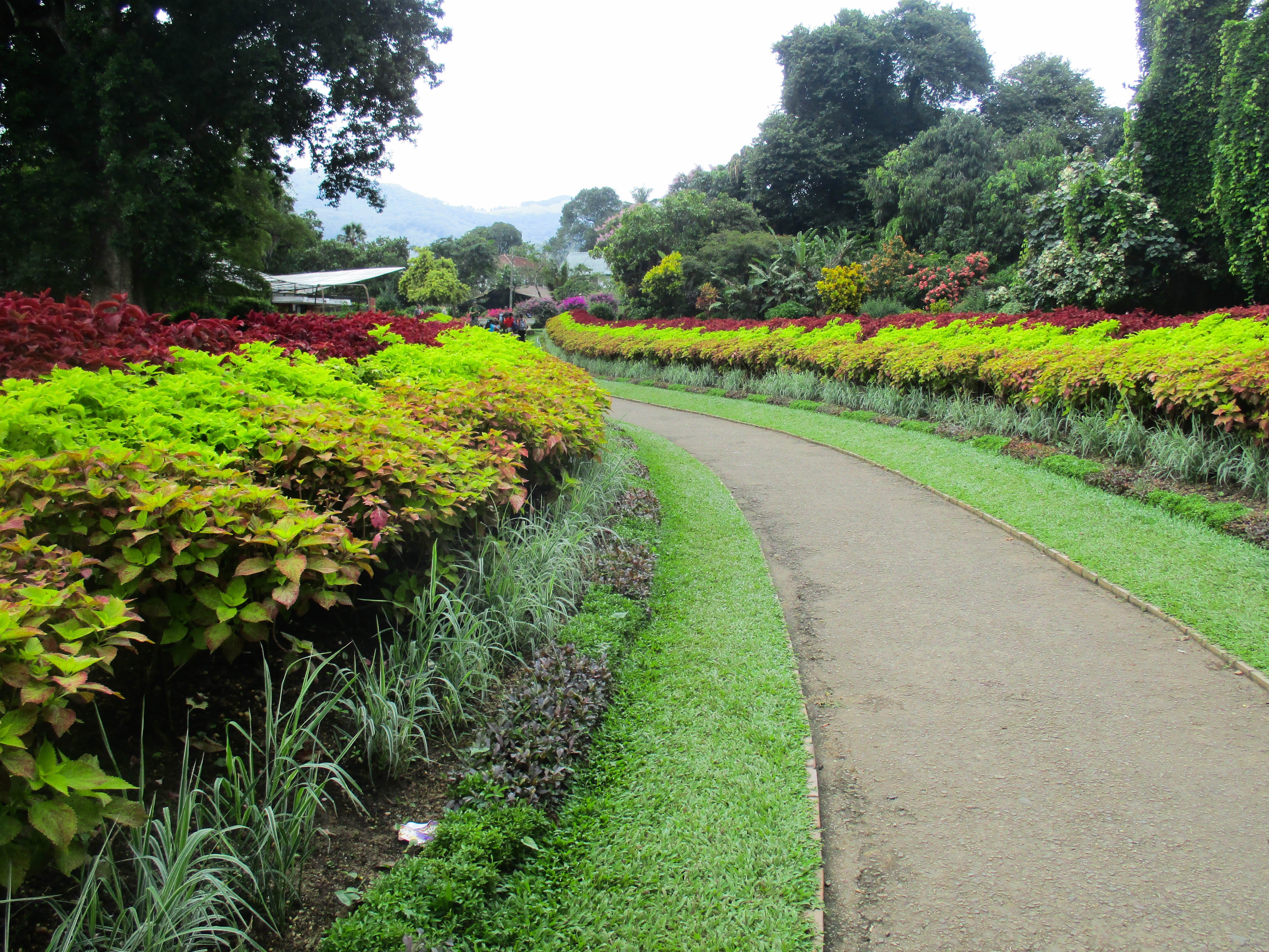 peradeniya, Garden, Sri, Lanka Wallpaper